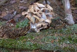Gymnopus luxurians image