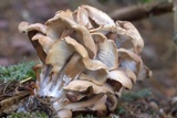 Gymnopus luxurians image