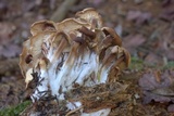 Gymnopus luxurians image