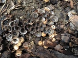 Cyathus stercoreus image