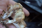 Gymnopus luxurians image
