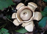 Geastrum triplex image