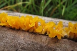 Dacryopinax spathularia image