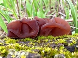 Auricularia angiospermarum image