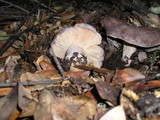 Lactarius argillaceifolius image