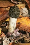 Phallus hadriani image