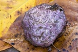 Phallus hadriani image