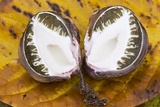 Phallus hadriani image