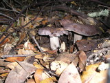Lactarius argillaceifolius var. megacarpus image