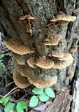 Phellinus gilvus image