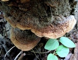 Phellinus gilvus image