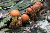 Hemistropharia albocrenulata image