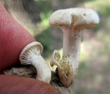 Cuphophyllus virgineus image