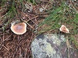 Rhodocollybia butyracea image