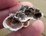 Gloeoporus dichrous image