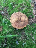 Rubroboletus satanas image
