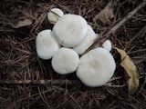 Lepista subconnexa image