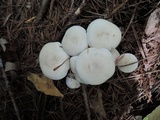 Lepista subconnexa image