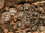 Cyathus stercoreus image
