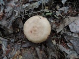 Lactarius vinaceorufescens image