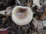 Lactarius mucidus image