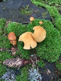 Hypholoma capnoides image