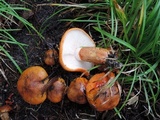 Tricholoma aurantium image