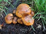 Tricholoma aurantium image
