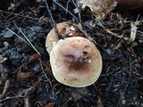 Tricholoma fulvum image