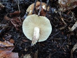 Tricholoma fulvum image
