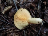 Lactarius thyinos image