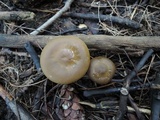 Entoloma flavifolium image