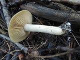 Entoloma flavifolium image