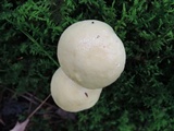 Suillus placidus image