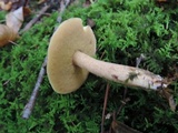 Suillus placidus image