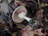 Agaricus placomyces image