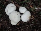 Agaricus silvicola image