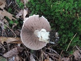 Agaricus silvicola image