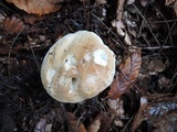 Boletus chippewaensis image