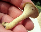 Polyporus craterellus image
