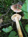 Tricholoma vaccinum image