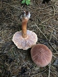 Tricholoma vaccinum image