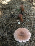 Tricholoma vaccinum image