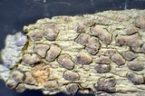 Arthonia pruinata image