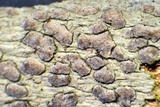Arthonia pruinata image
