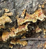 Stereum gausapatum image