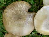 Agaricus californicus image