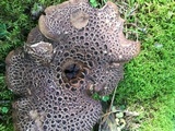 Sarcodon imbricatus image