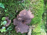Sarcodon imbricatus image