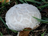 Mycenastrum corium image